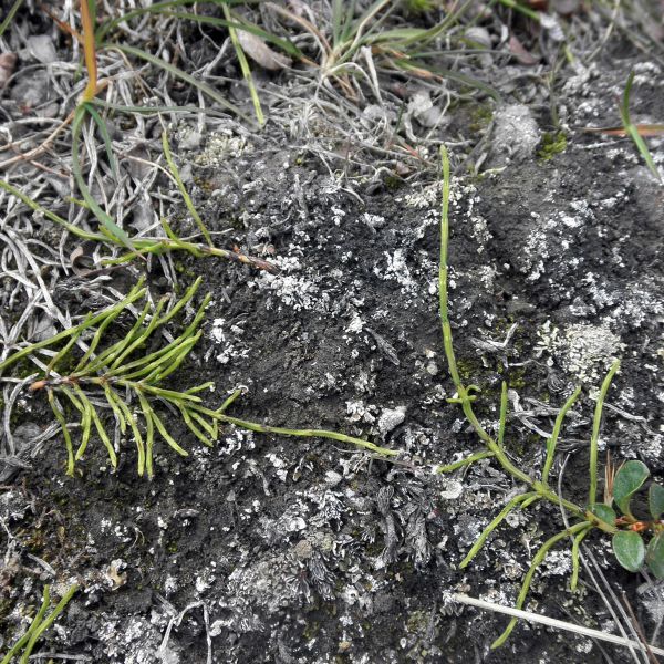 Equisetum arvense alpestre Svalbard Longyearbyen 2014 2 A.Elven a